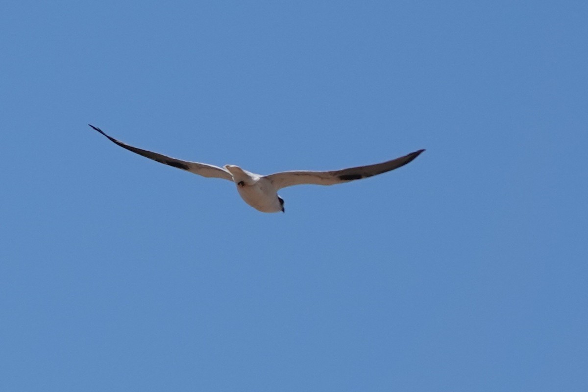 Black-shouldered Kite - ML644180177