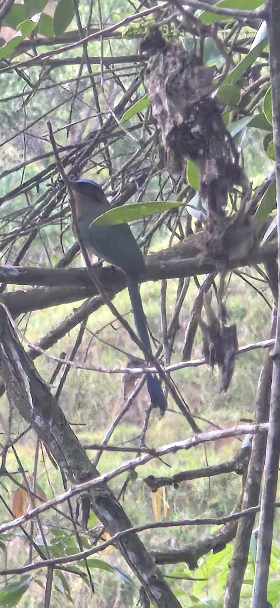 Amazonian Motmot - ML644180236