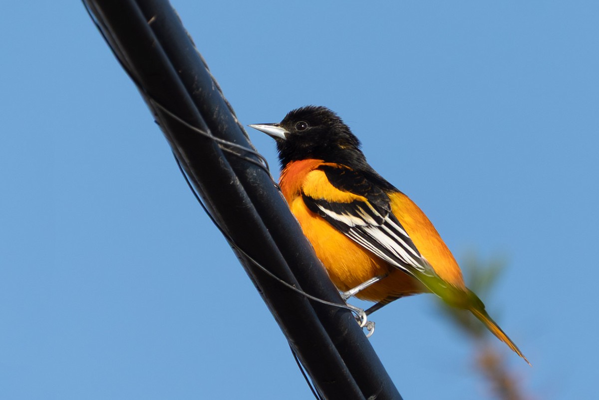 Baltimore Oriole - ML644180255
