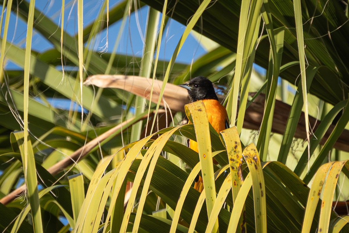Baltimore Oriole - ML644180258