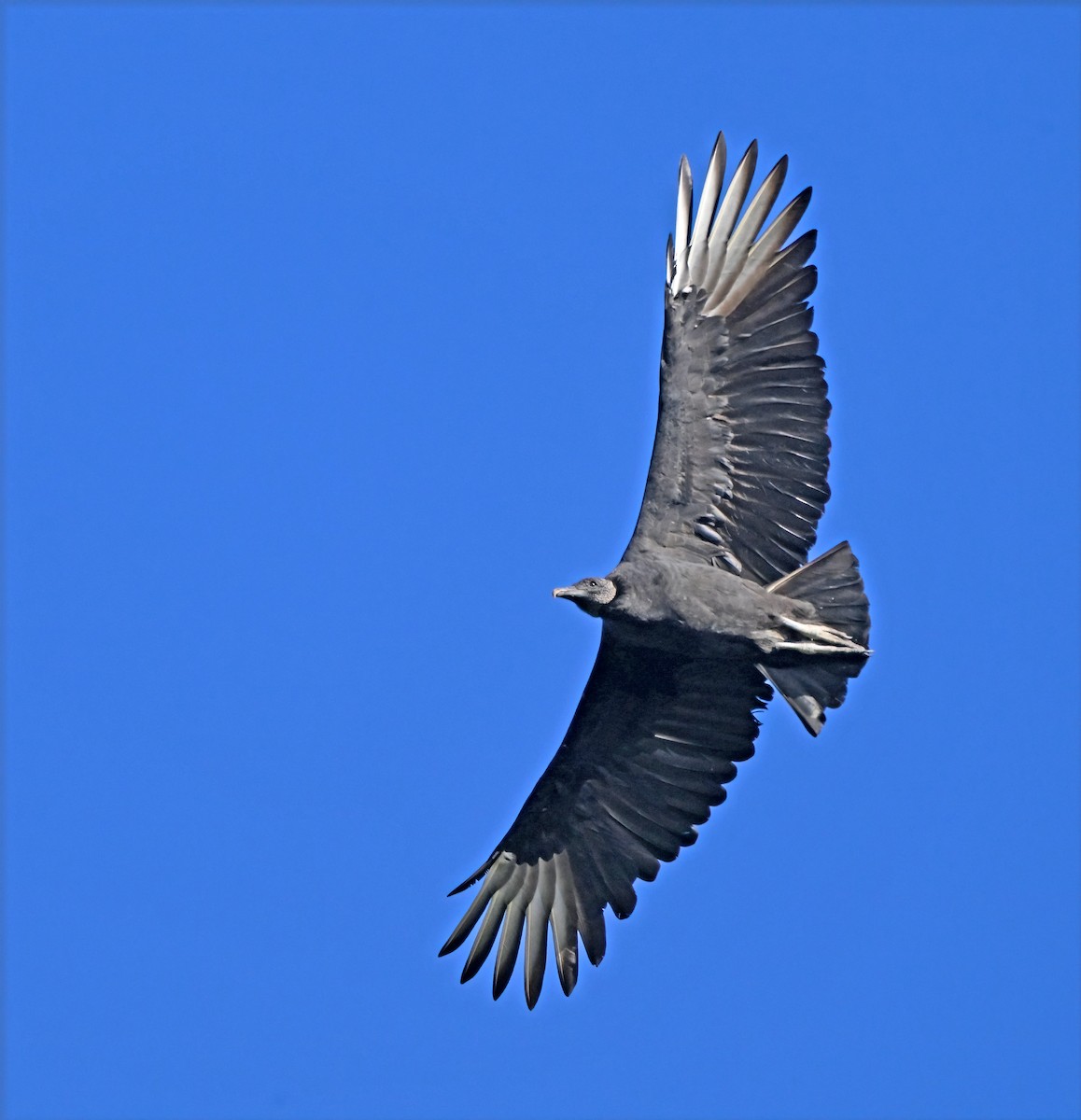 Black Vulture - ML644180265