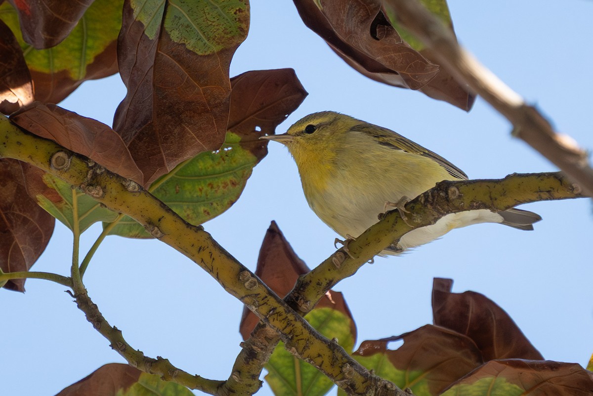 Tennessee Warbler - ML644180287