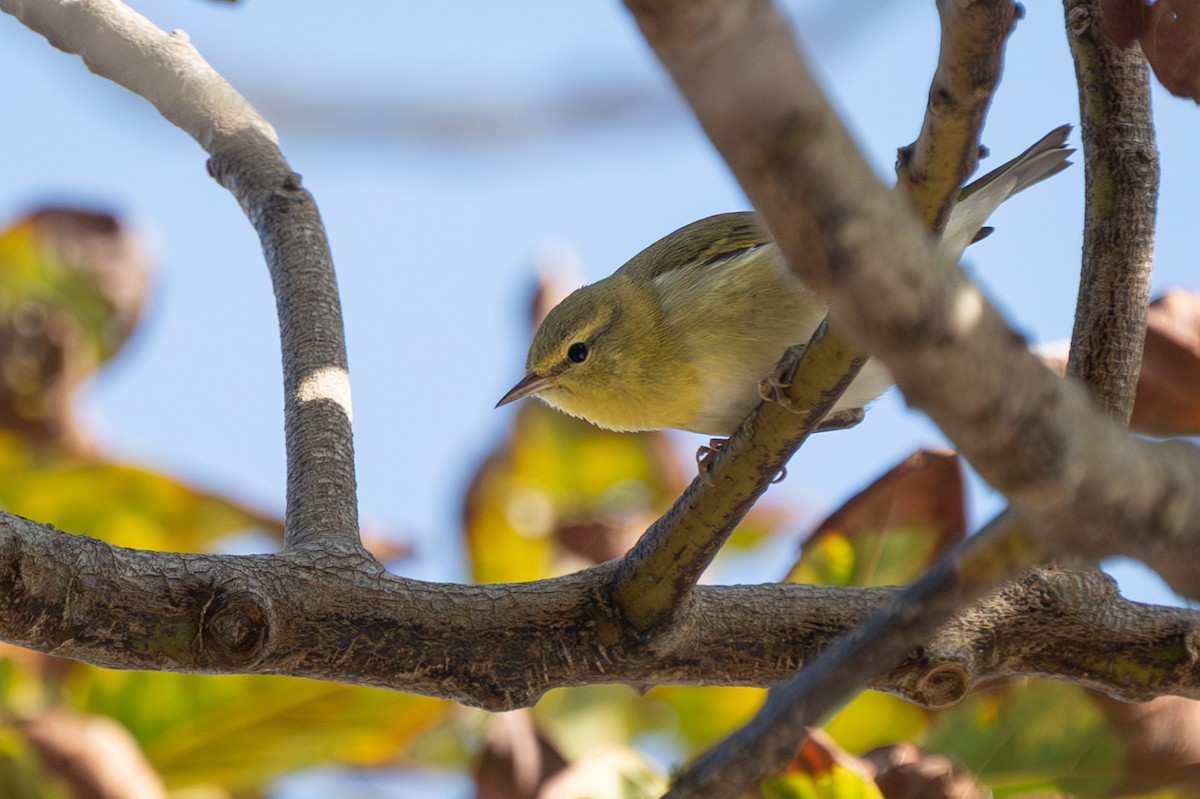Tennessee Warbler - ML644180288