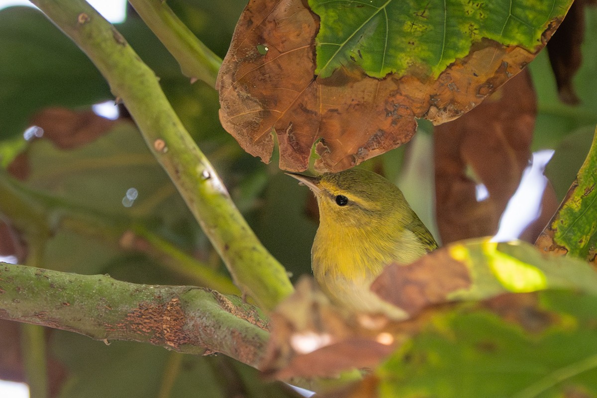 Tennessee Warbler - ML644180289