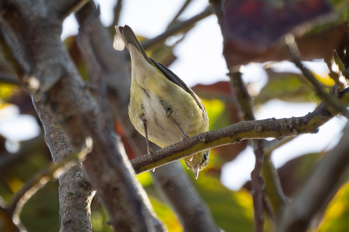 Tennessee Warbler - ML644180293