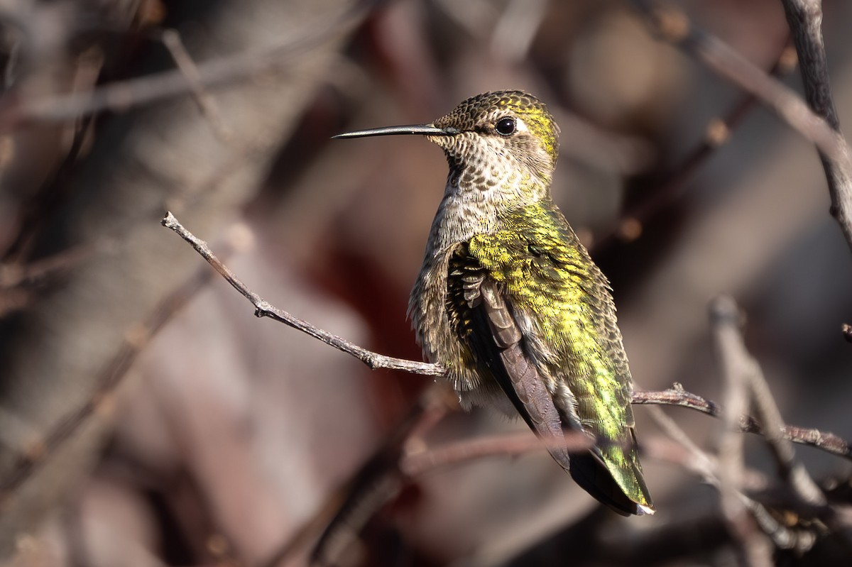 Anna's Hummingbird - ML644180302