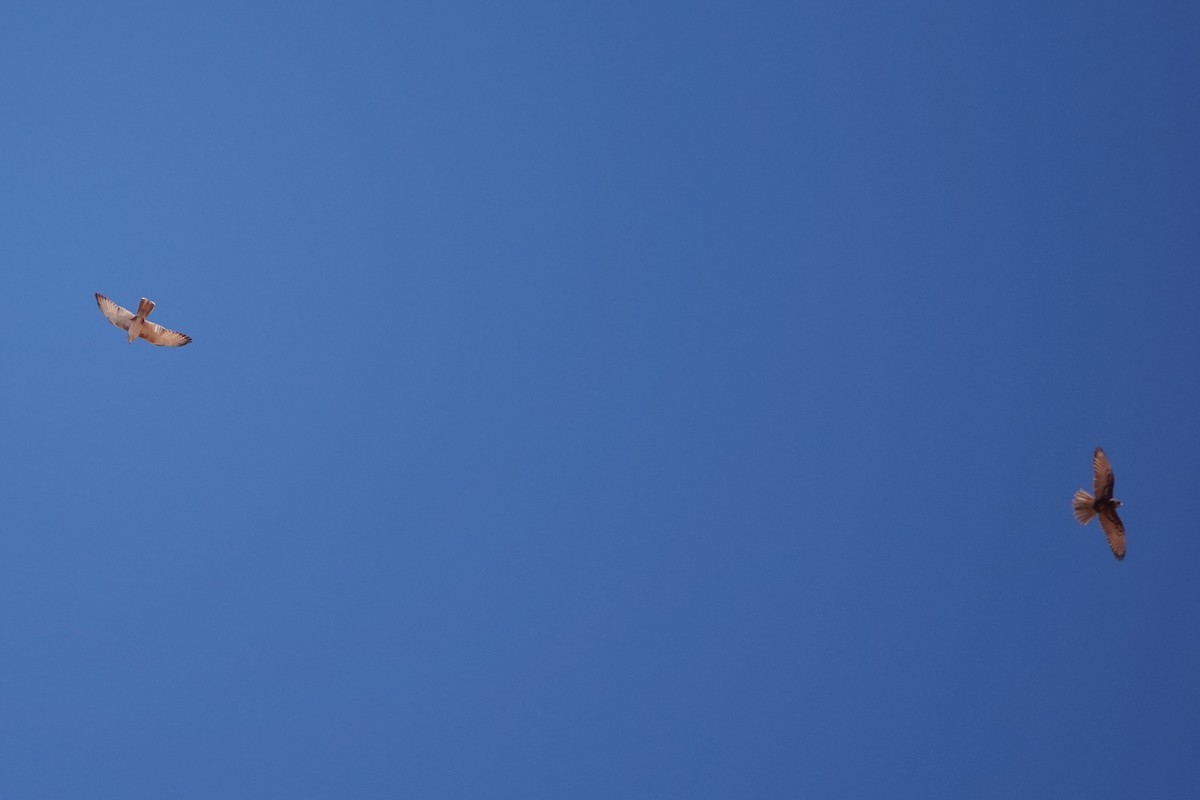 Brown Falcon - ML644180307