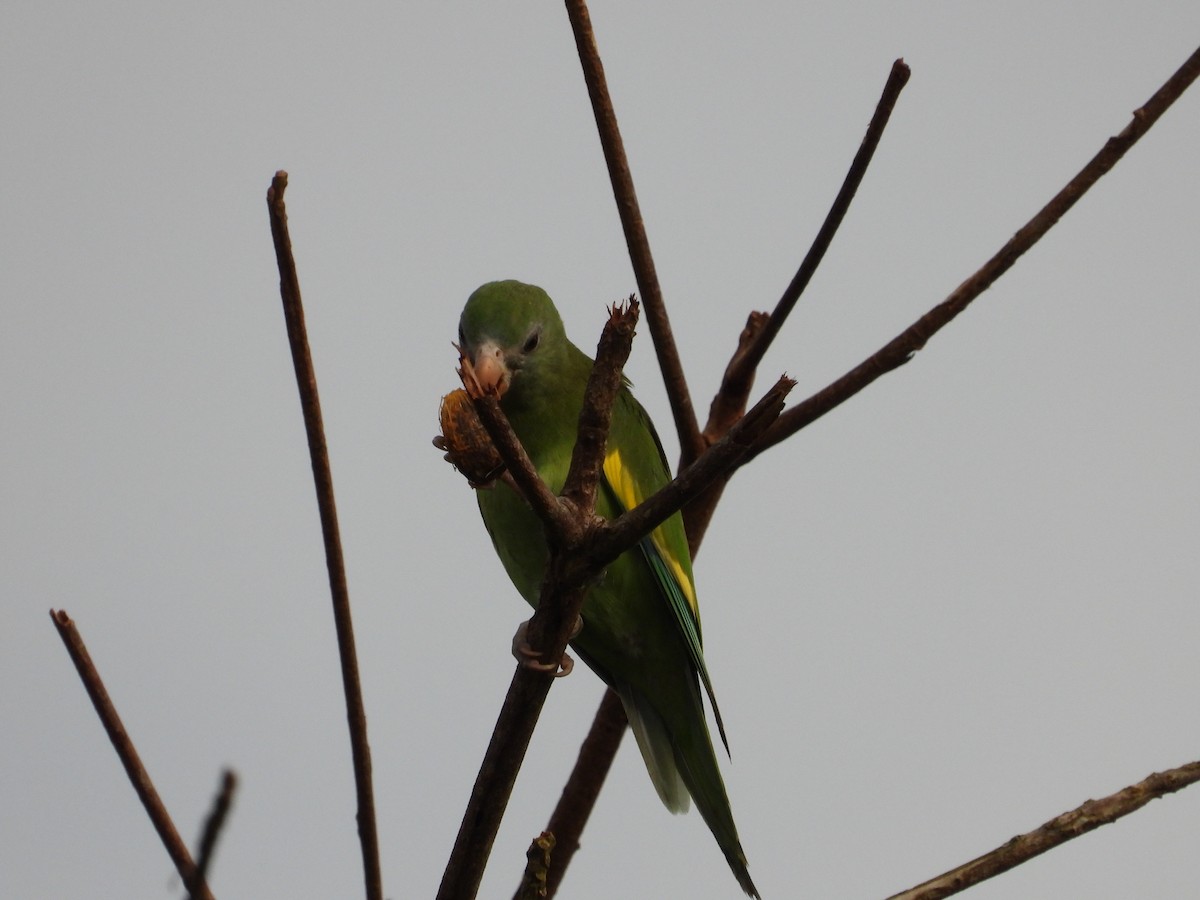 White-winged Parakeet - ML644180316