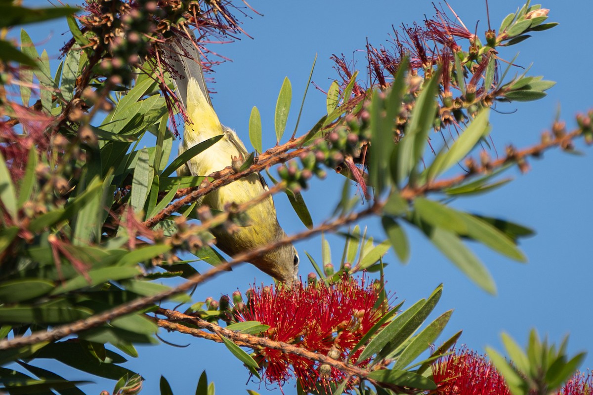 Orange-crowned Warbler - ML644180317