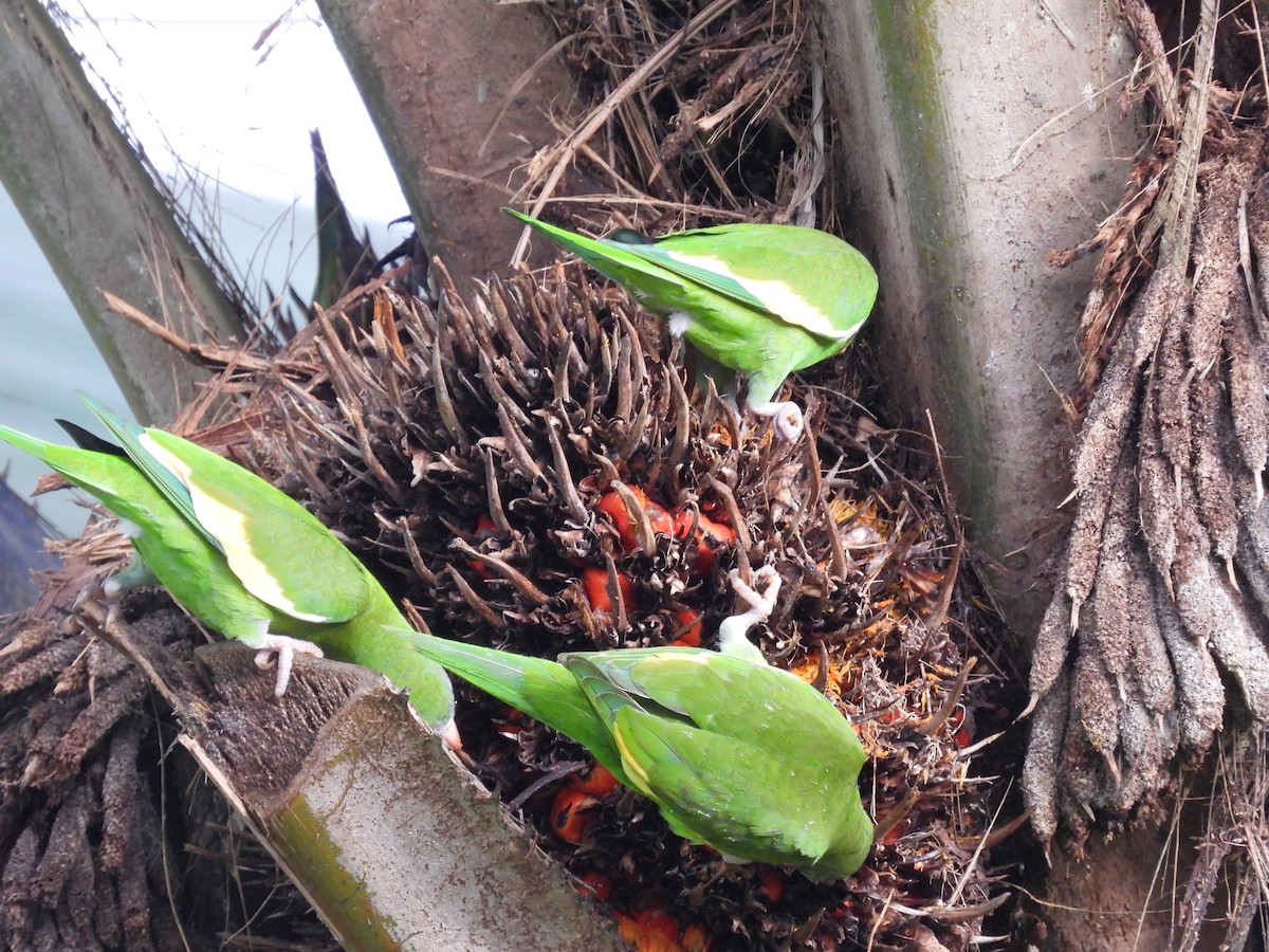 White-winged Parakeet - ML644180318
