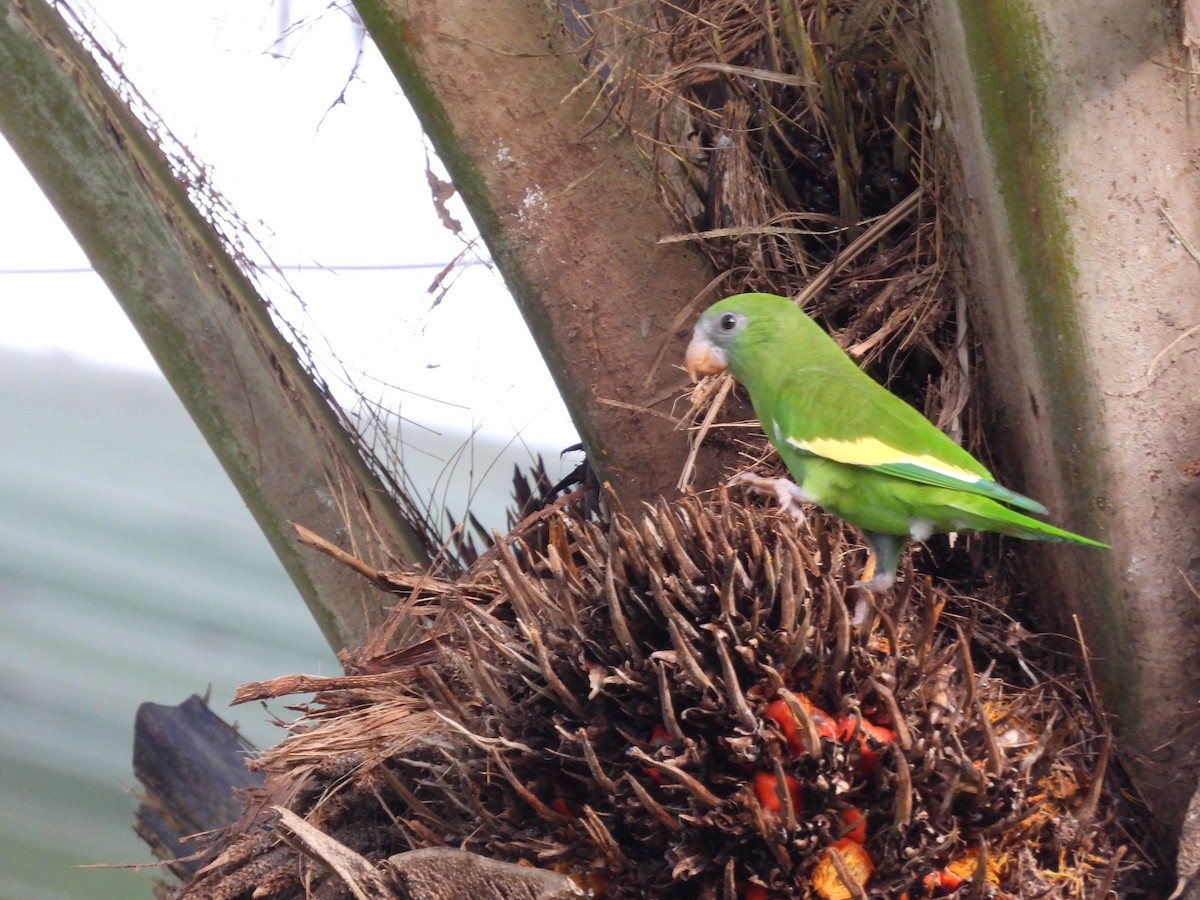 White-winged Parakeet - ML644180319