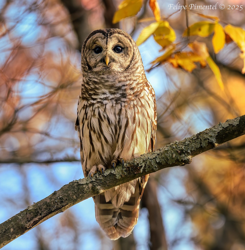 Barred Owl - ML644180329