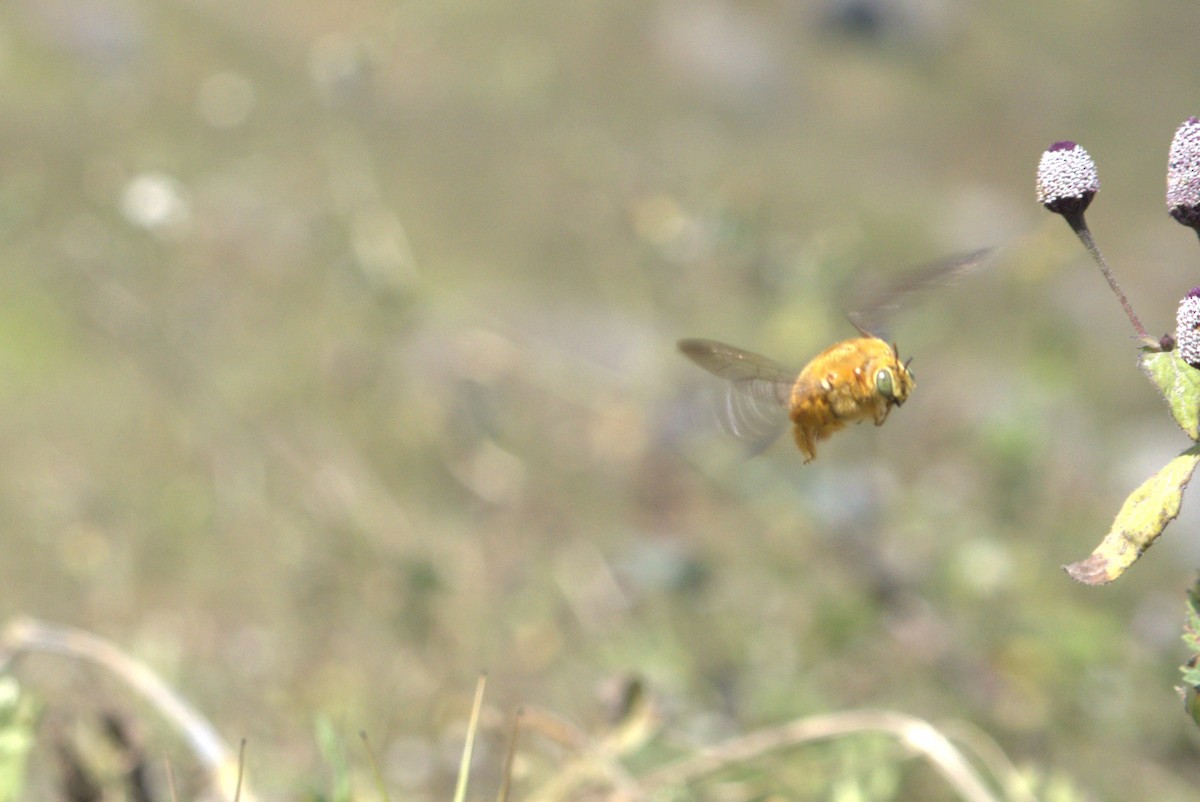 Large Carpenter Bees - ML644180346