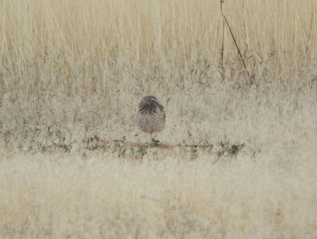 Burrowing Owl - ML644180351