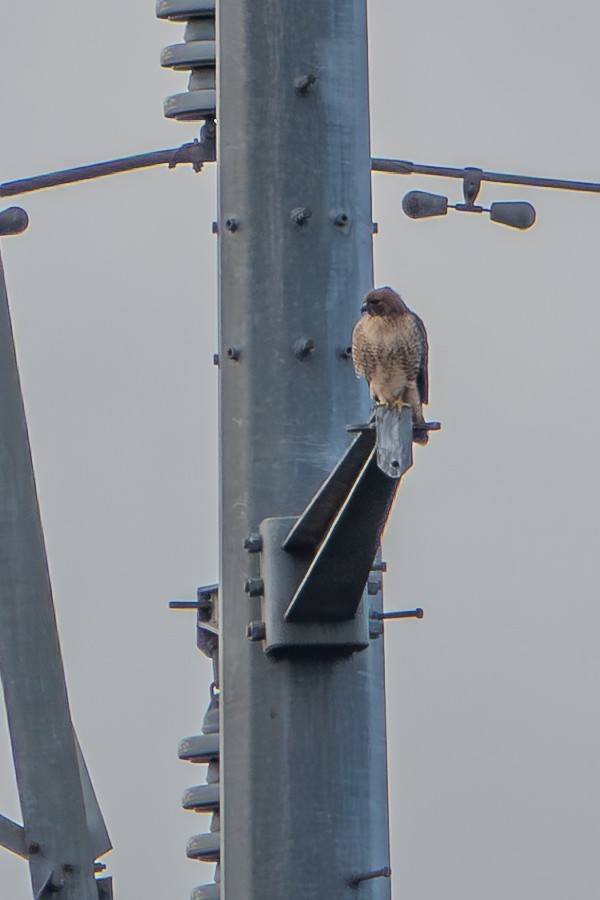 Red-tailed Hawk - ML644180369