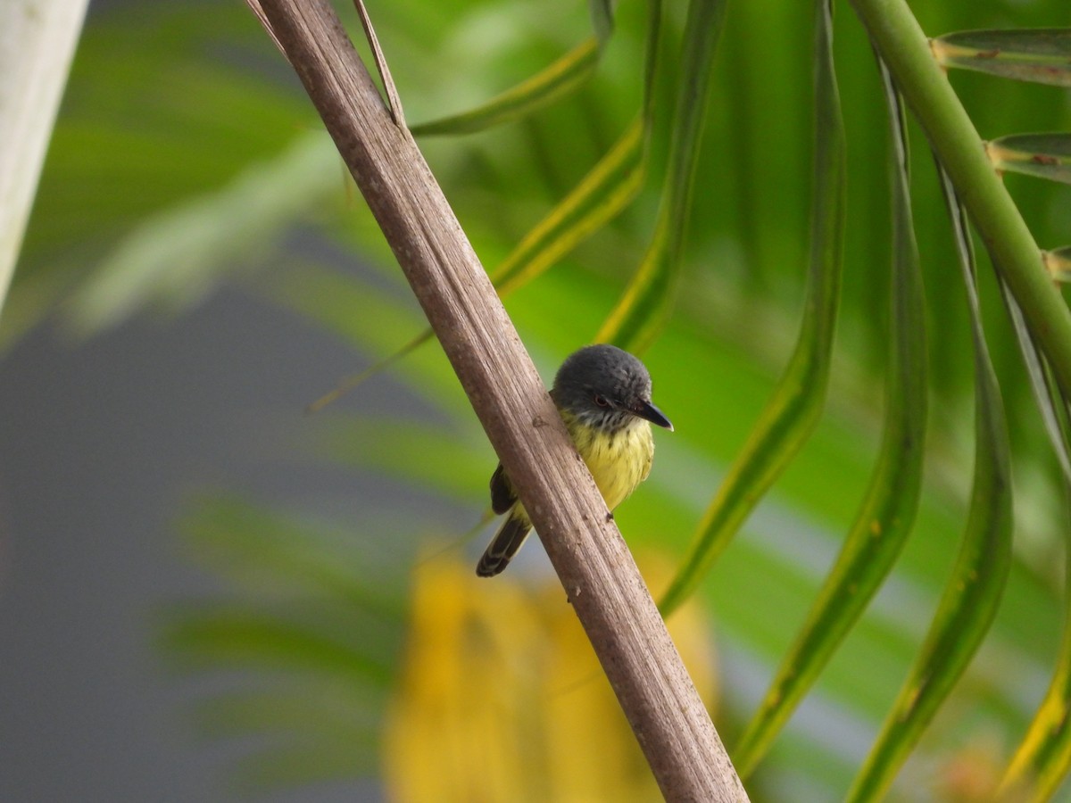 Spotted Tody-Flycatcher - ML644180392