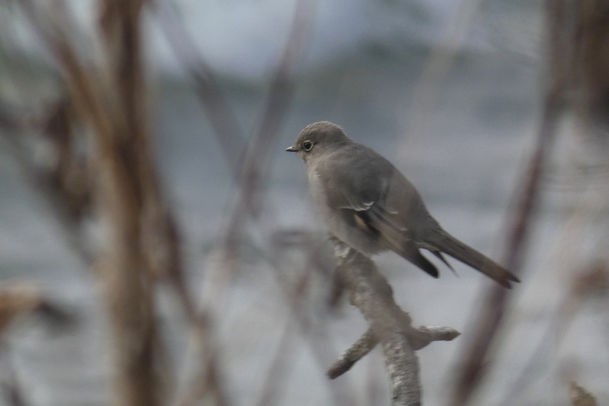 Townsend's Solitaire - ML644180414