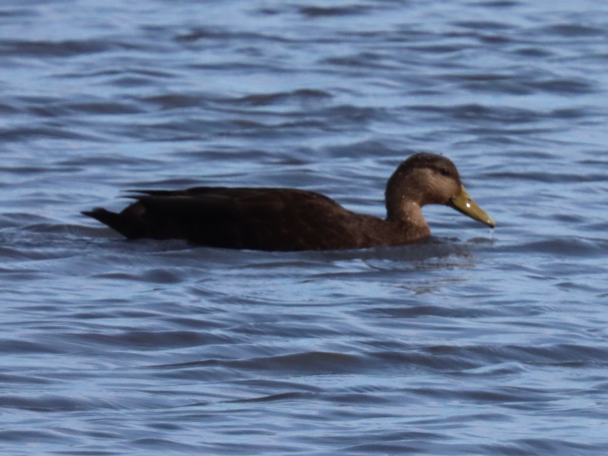 rødfotand - ML644180417