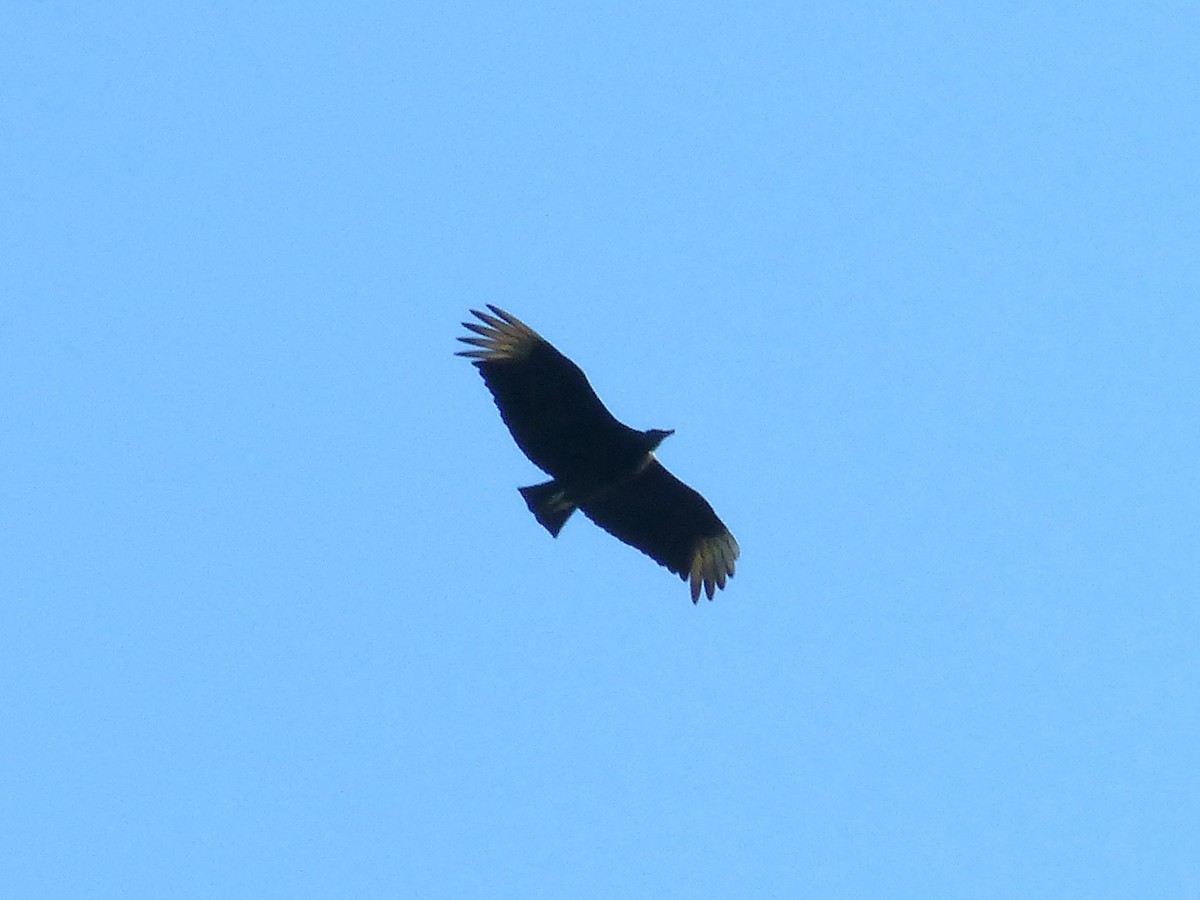 Black Vulture - ML644180449