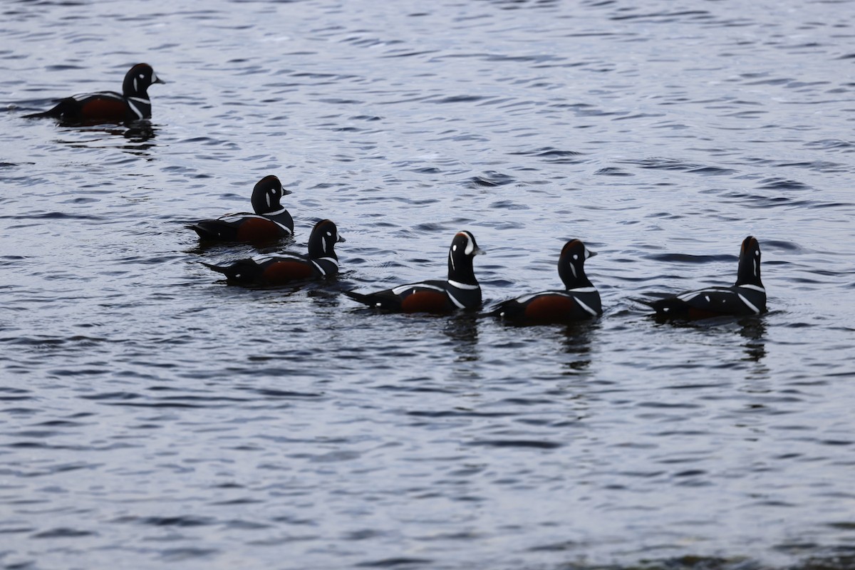 Harlequin Duck - ML644180455