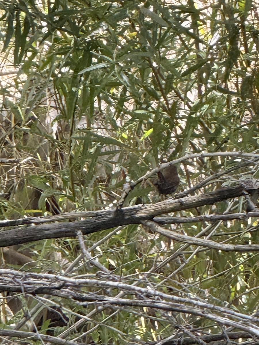 Pacific Wren - ML644180477