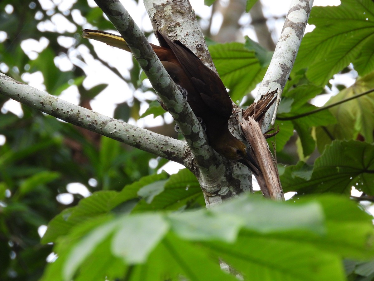 Russet-backed Oropendola - ML644180494