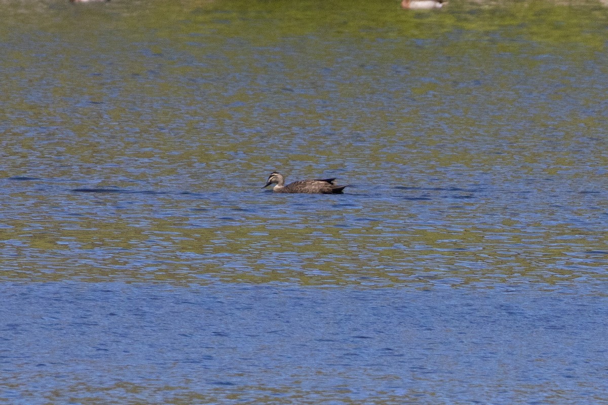Pacific Black Duck - ML644180535