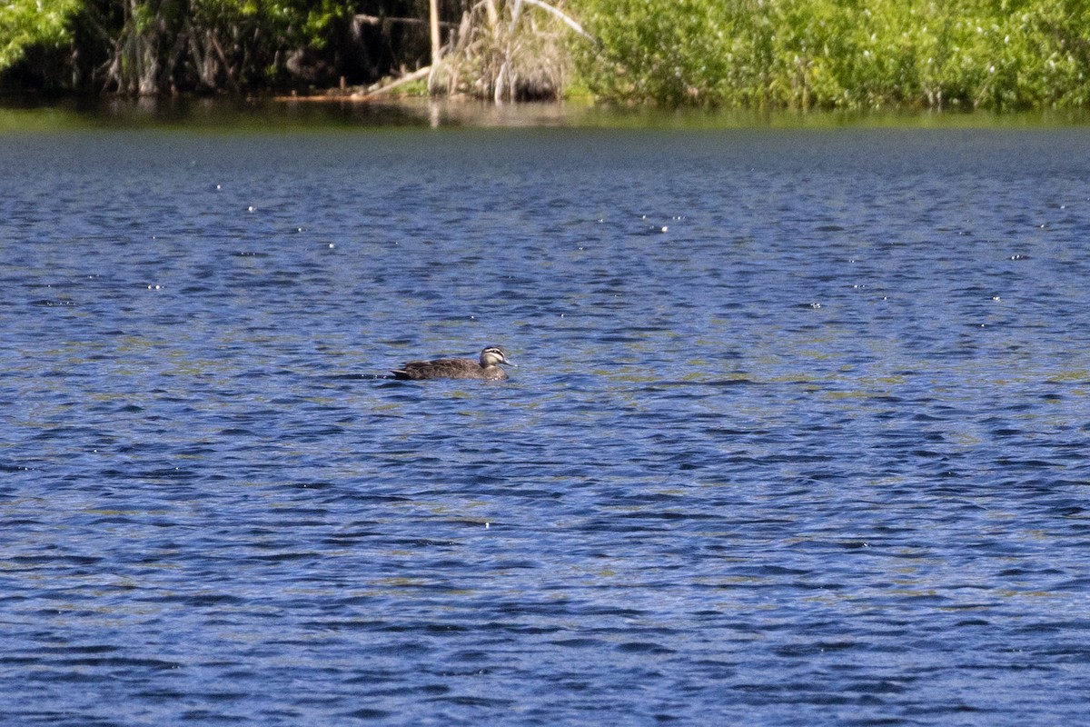 Pacific Black Duck - ML644180536