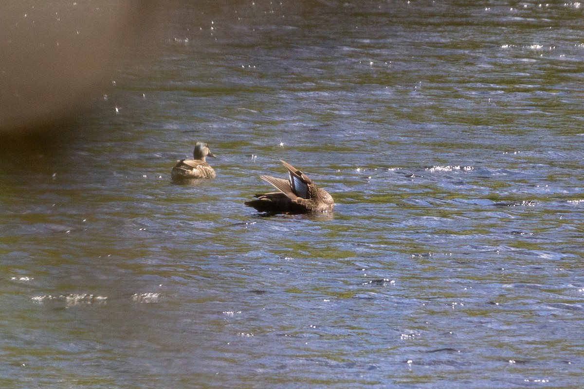 Pacific Black Duck - ML644180537