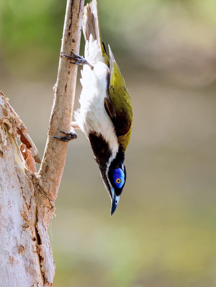 Blue-faced Honeyeater (White-quilled) - ML644180542