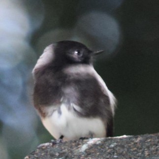 Black Phoebe - ML644180546