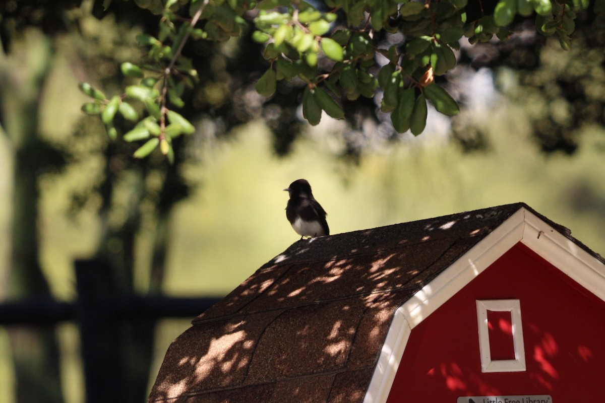 Black Phoebe - ML644180547