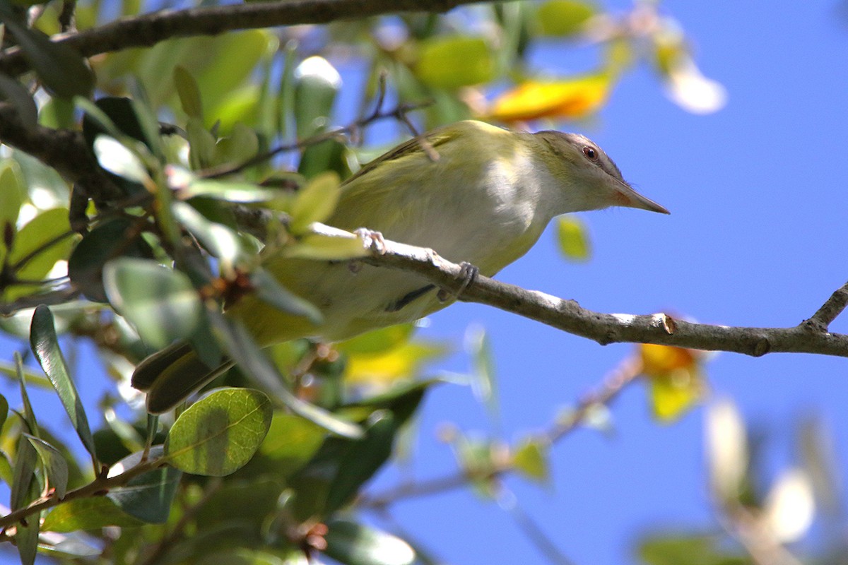 Yellow-green Vireo - ML644180551