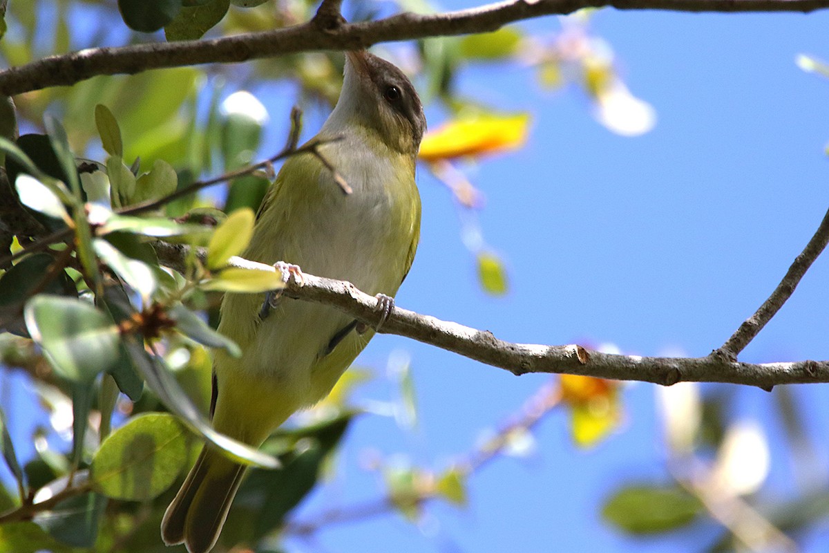Yellow-green Vireo - ML644180552