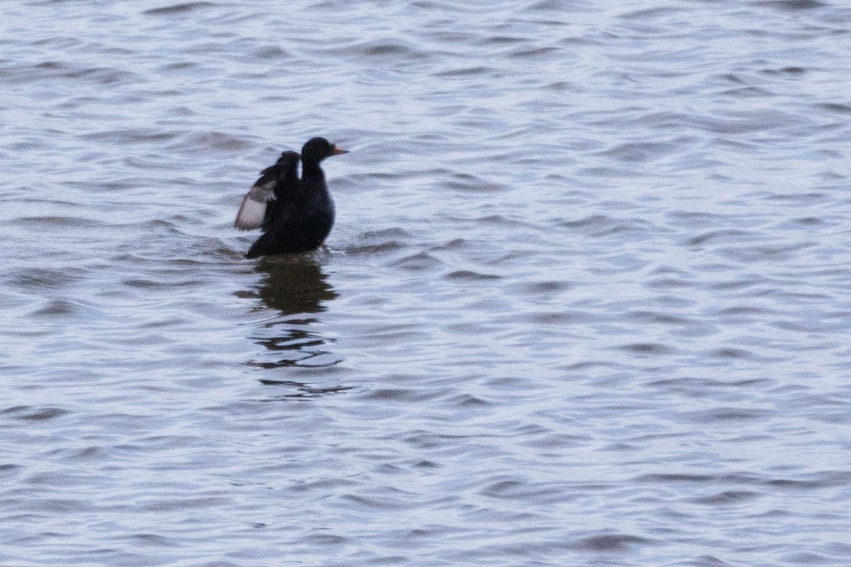 ヨーロッパクロガモ - ML644180564