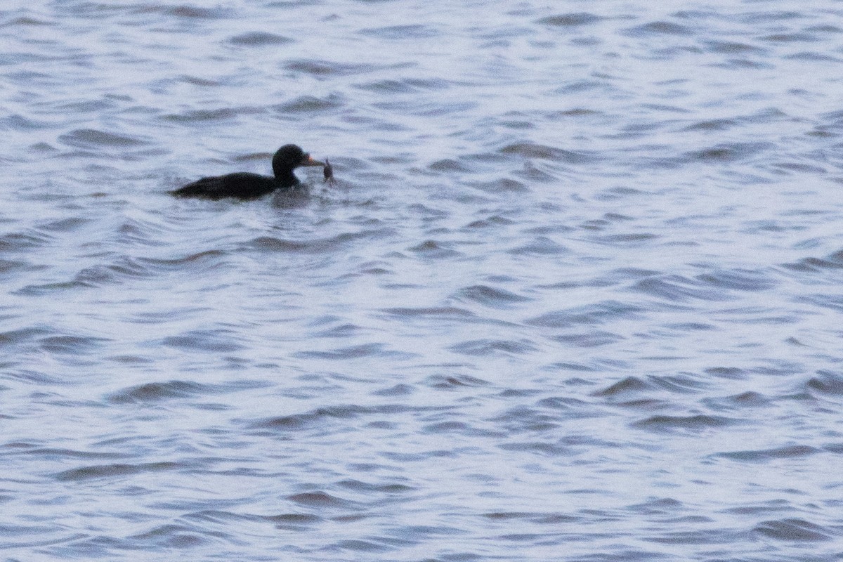 ヨーロッパクロガモ - ML644180566