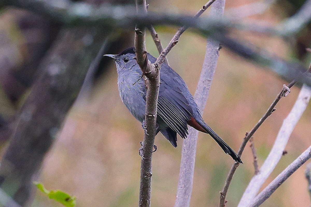 Gray Catbird - ML644180568