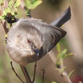Bushtit - ML644180569