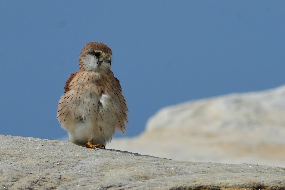 Nankeen Kestrel - ML644180583