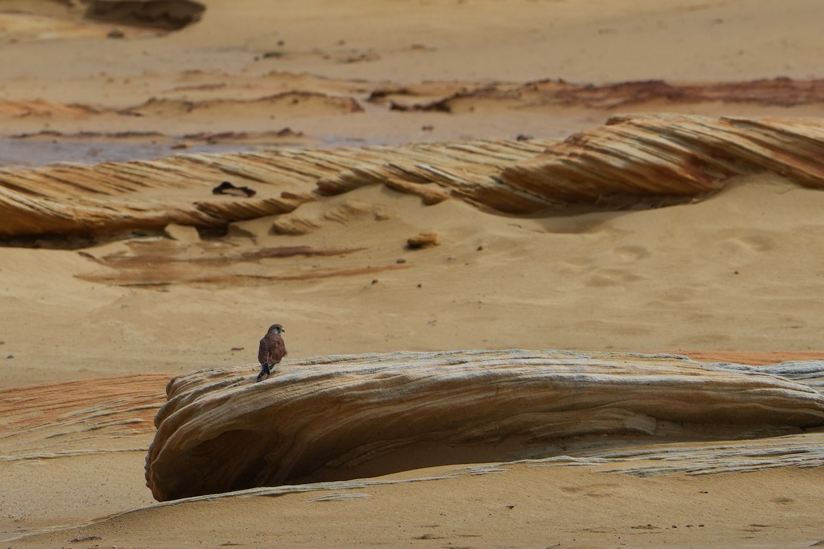Nankeen Kestrel - ML644180585