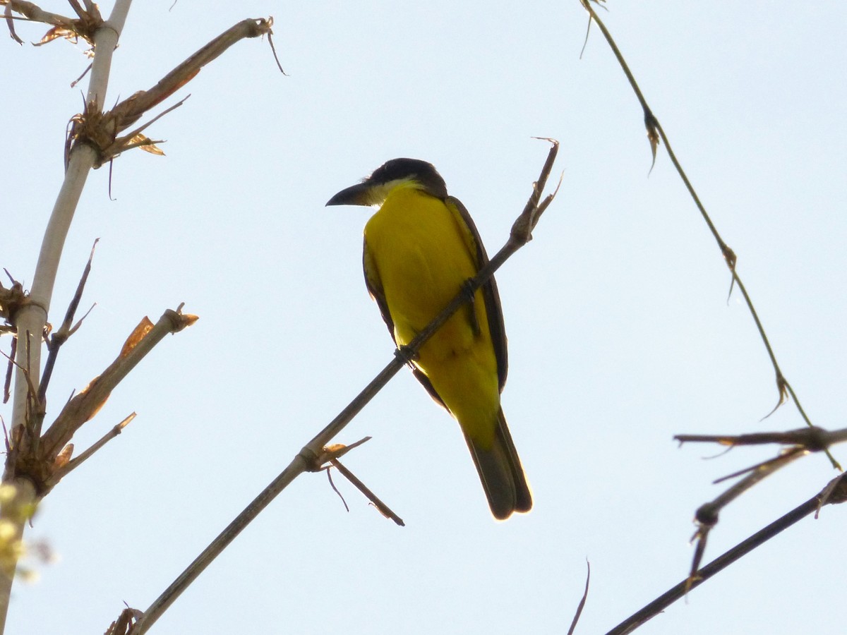 Boat-billed Flycatcher - ML644180601
