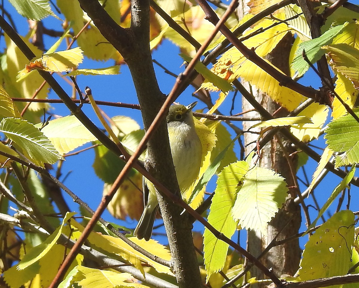White-eyed Vireo - ML644180607