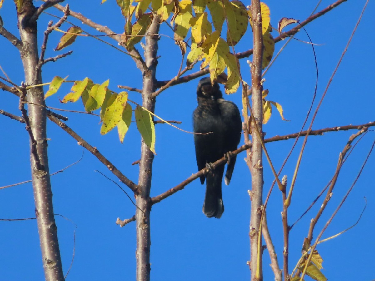 Rusty Blackbird - ML644180609