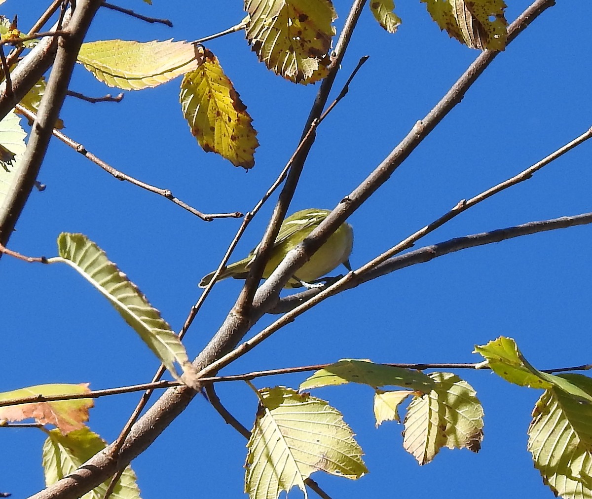 White-eyed Vireo - ML644180616