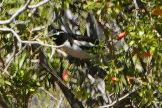 Pied Honeyeater - ML644180644