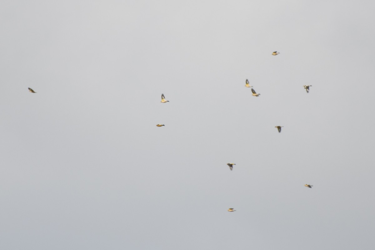 Evening Grosbeak - ML644180645
