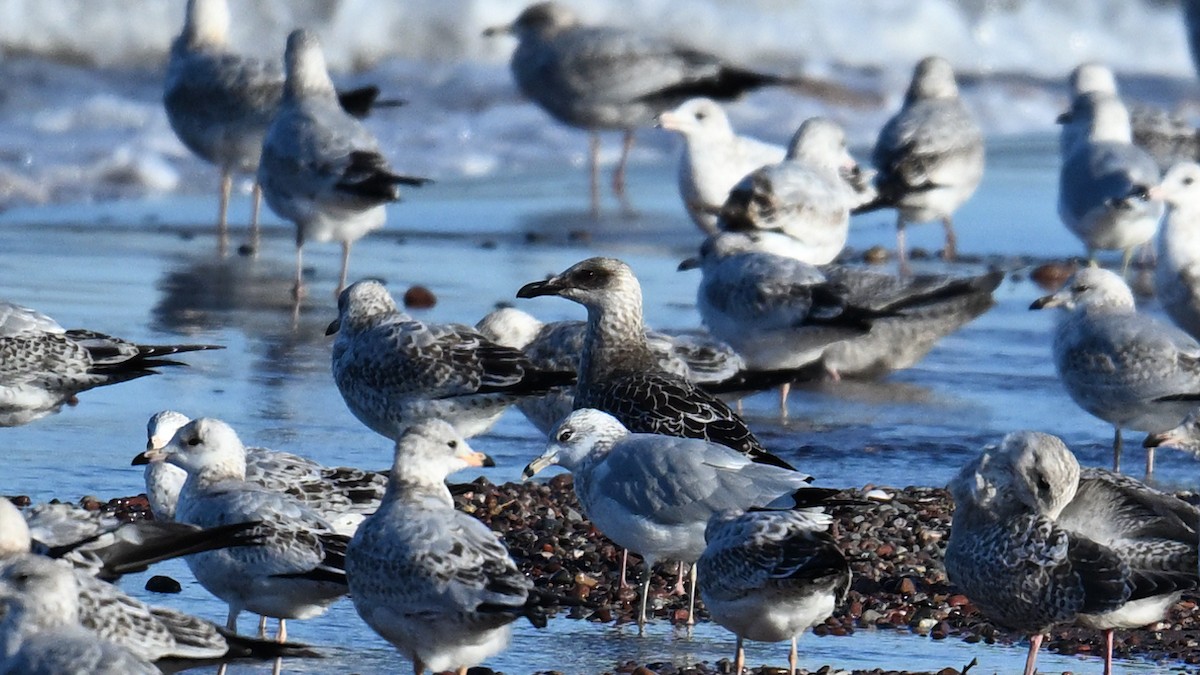 小黑背鷗 - ML644180648