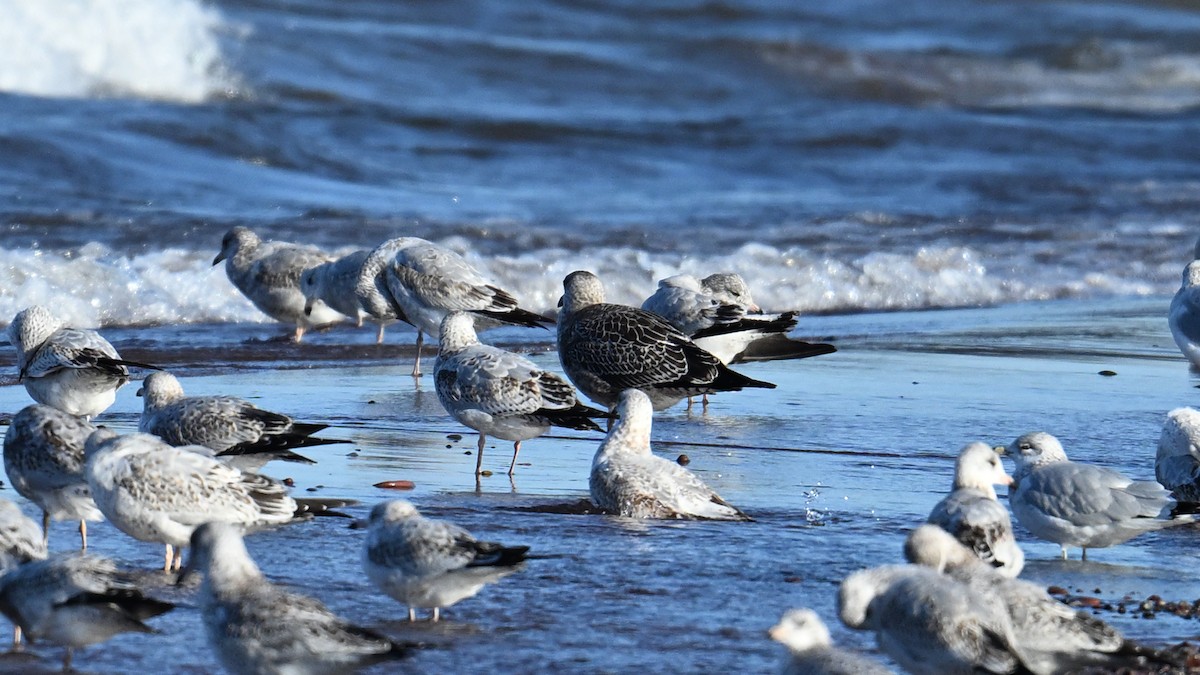 小黑背鷗 - ML644180649