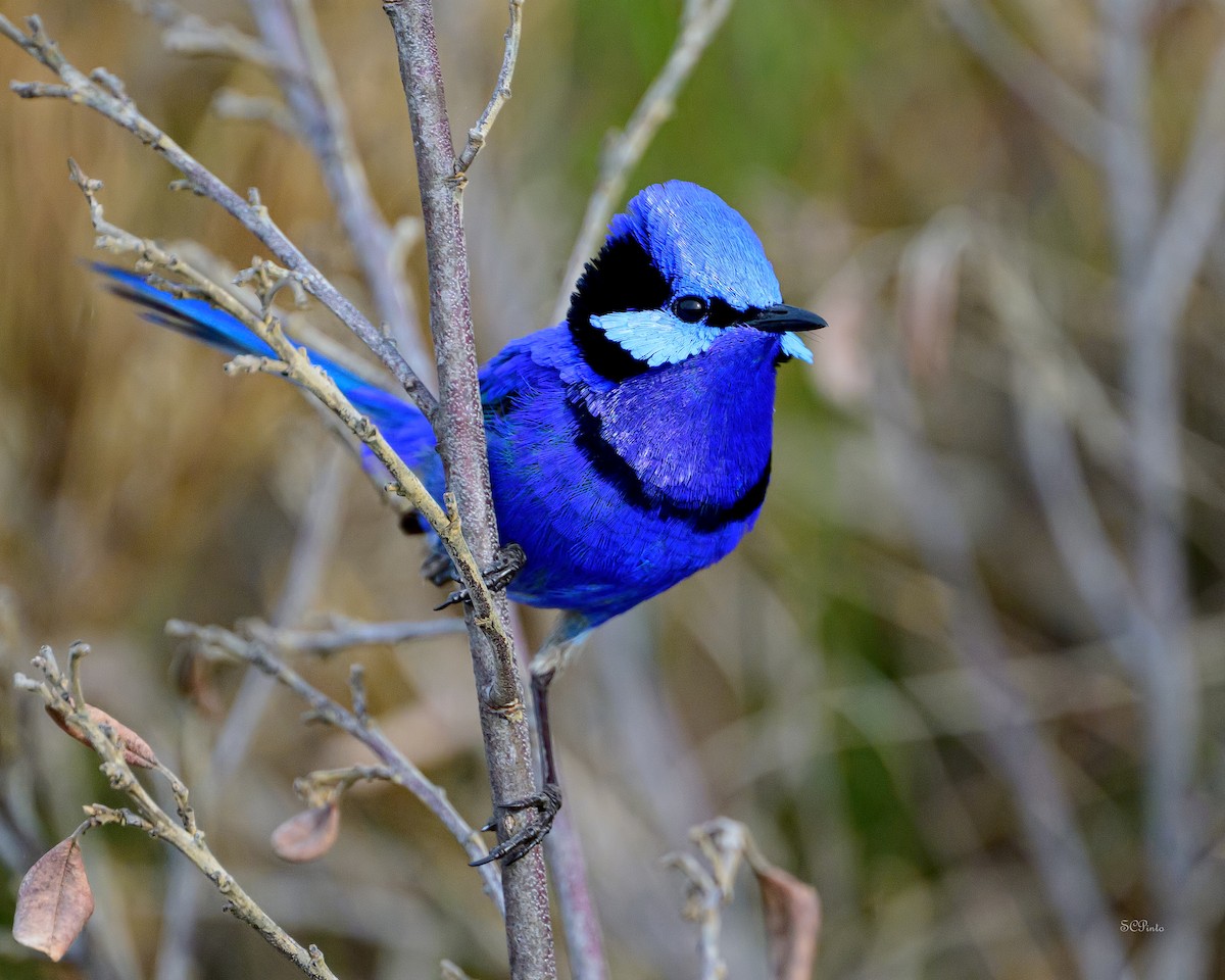 Splendid Fairywren - ML644180680