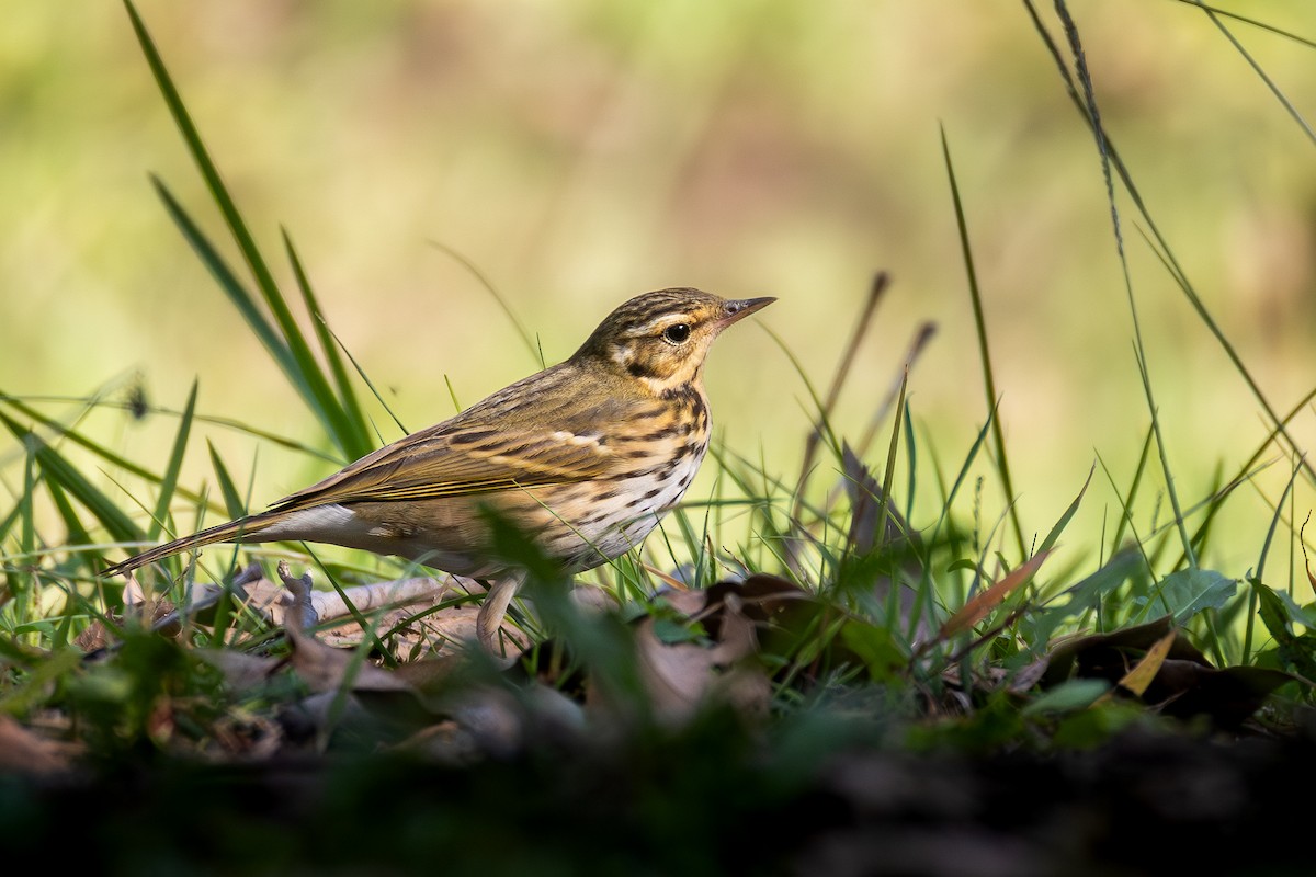 Olive-backed Pipit - ML644180708